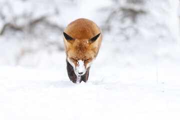 Wall Mural - Red fox in wintertime with fresh fallen snow in nature