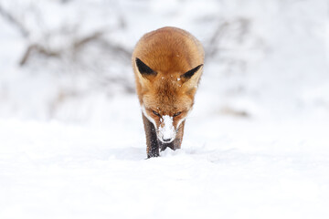 Wall Mural - Red fox in wintertime with fresh fallen snow in nature