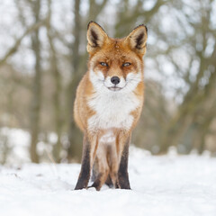 Wall Mural - Red fox in wintertime with fresh fallen snow in nature