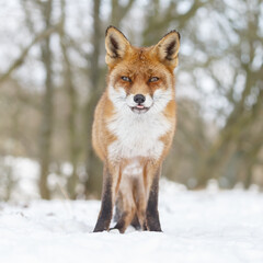 Wall Mural - Red fox in wintertime with fresh fallen snow in nature