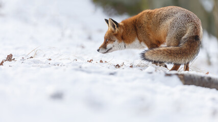 Wall Mural - Red fox in wintertime with fresh fallen snow in nature