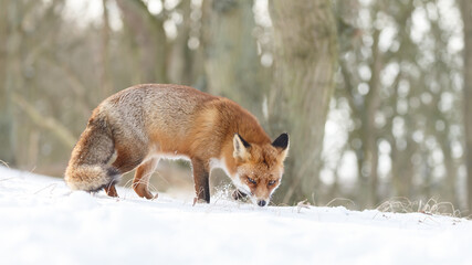 Wall Mural - Red fox in wintertime with fresh fallen snow in nature