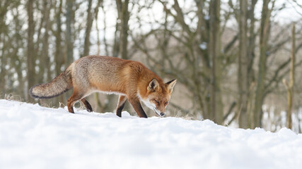 Wall Mural - Red fox in wintertime with fresh fallen snow in nature