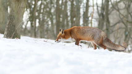 Wall Mural - Red fox in wintertime with fresh fallen snow in nature