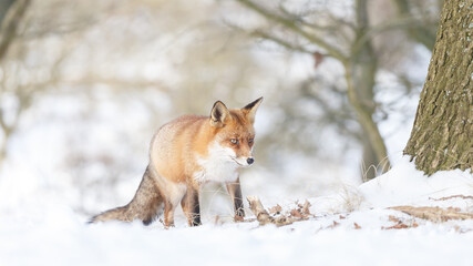 Wall Mural - Red fox in wintertime with fresh fallen snow in nature