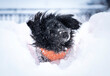 Pies otrzepujący się ze śniegu