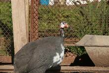 Home Guinea Fowl. The Breed Is White-breasted.