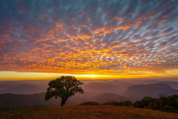 Wall Mural - Lonely tree at amazing sunset, sunrise on top view mountain