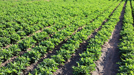 Peanuts on the plot. Green peanuts in a row of planted fields lined with warm morning sunlight on a natural background with a copy area. Selective focus