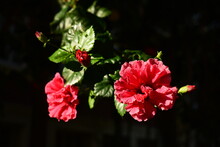 Deep Red Hibiscus Flowers In Sunlight With Dark Background