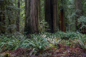 Poster - Giant redwood trees in Californian Pacific coast line area