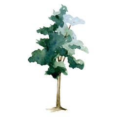 green tree watercolor illustration. maple, linden, oak plant. hand drawn leafy and evergreen tree el