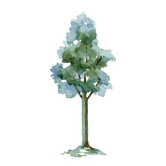 young green tree watercolor illustration. maple, linden or oak botanical plant. hand drawn leafy and