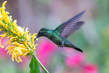 Wall Mural - green violet-ear hummingbird (colibri thalassinus) in flight isolated on a green background in costa