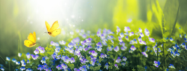 Fotomurales - Small wild purple flowers in grass and two yellow butterflies soaring in nature in rays of sunlight close-up. Spring summer natural landscape.