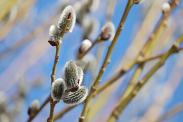 Pussy willow on the branch, yellow blooming verba in spring forest on blue sky background. Palm Sunday symbol, catkins in sunny day