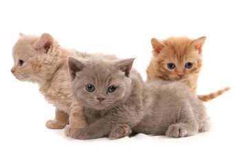 Sticker - Selkirk rex Kittens