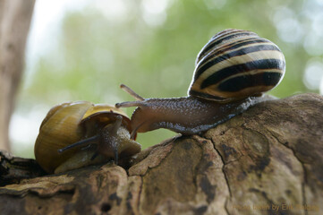 snails on a branch