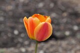 Fototapeta Tulipany - Tulpen im Garten