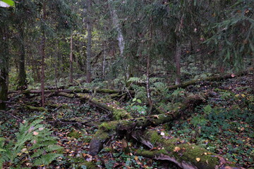 The autumn forest panoramic view