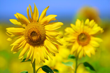 Wall Mural - yellow sunflowers on field