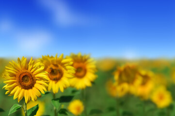 Wall Mural - beautiful yellow sunflowers