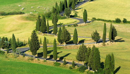 Wall Mural - italian view, tuscany road among green fields