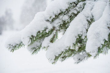 Winter Christmas tree branches in the snow and snowflakes.