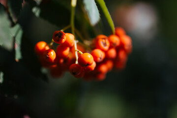 Wall Mural - Rowan branches with ripe fruits close-up. Red rowan berries on the rowan tree branches, ripe rowan berries closeup and green leaves.