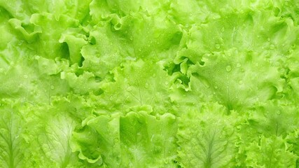 Wall Mural - fresh lettuce leaf close up. green salad lettuce. Healthy food and vegetarian concept.