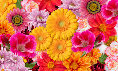 Wall Mural - Floral background with multicolored flowers