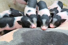 Baby Pink And Black Speckled Pot-bellied Pigs Sleep On Mother. Animal And Mother's Day Concept.