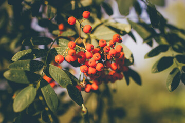 Wall Mural - Rowan branches with ripe fruits close-up. Red rowan berries on the rowan tree branches, ripe rowan berries closeup and green leaves.