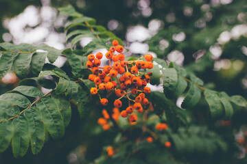 Wall Mural - Rowan branches with ripe fruits close-up. Red rowan berries on the rowan tree branches, ripe rowan berries closeup and green leaves.