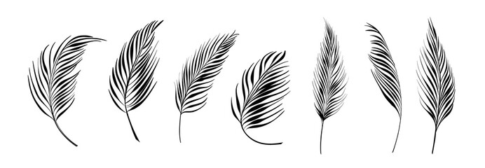 Wall Mural - Set of differents palm branch on white background.