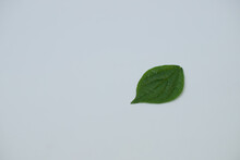 One Beautiful Little Green Leaf From A Tree On A White Background