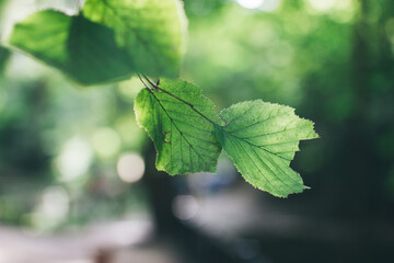 Wall Mural - Green leaves under sunlight. Blurred background