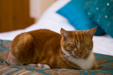 Naklejka na meble Ginger moggy cat