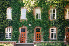 The House Is Old With Windows Covered With Green Ivy. The Photo Is Horizontal,color.