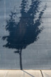 © Mint Images - Tree shadow on a building wall