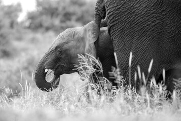 African elephant cow and her calf grazing