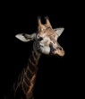 beautiful fine art giraffe head and neck.Low key photography