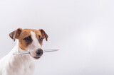 Fototapeta Zwierzęta - Dog Jack Russell Terrier holds a simple pencil in his mouth on a white background