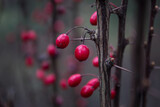 Fototapeta Las - Red barberry bush branches. The Beauty That Hurts.