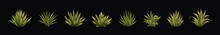 Set Of Maguey Plants Cartoon Icon Design Template With Various Models. Vector Illustration Isolated On Black Background