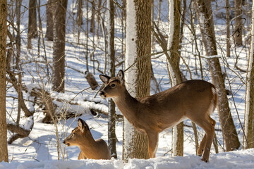 Canvas Print - Deer. The white-tailed deer  also known as the whitetail or Virginia deer in winter on snow. White tailed deer is  the wildlife symbol of Wisconsin  and game animal of Oklahoma.