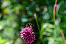 Bees And Bumblebees Forage For Honey On The Ornamental Leek