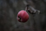 Fototapeta Las - Just one coveted red apple left on branch.