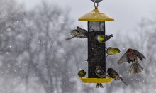 Birds Flying Around A Yellow Bird Feeder In The Snow