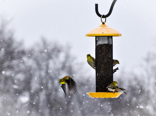 birds flying around a yellow bird feeder in the snow